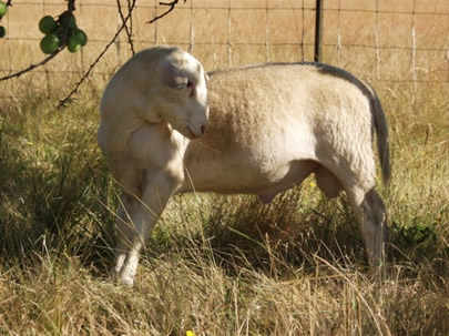 hair ram lamb watching bee