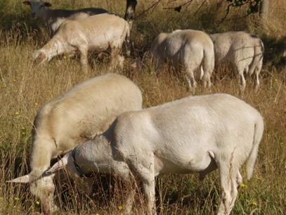 hair ram lambs grazing grass