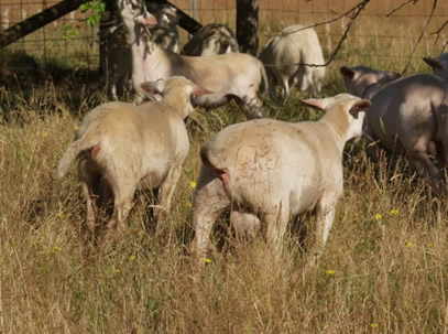 hair rams in orchard