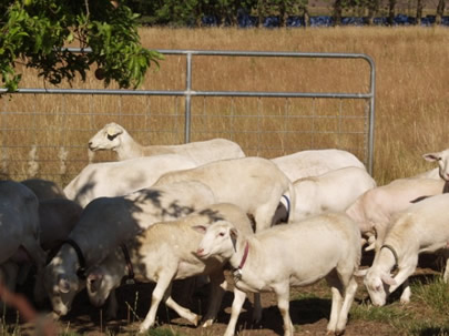 hair ewes with ewe lambs