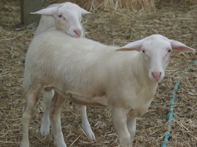 hair lambs with golden fibers