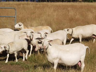 hair ewes with heavy milk