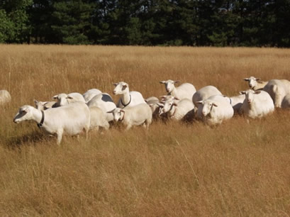 hair ewes in hot weather