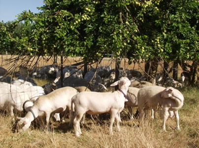 hair ram lambs under tree