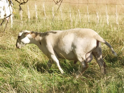 misty hair ram walking