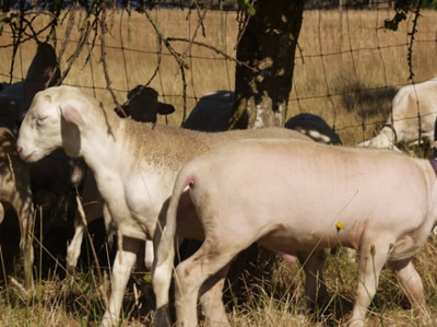 hair rams with beautiful coats