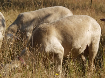 thick body hair ram lambs