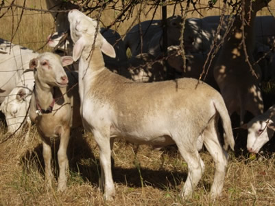 hair ram lambs eating tree leaves