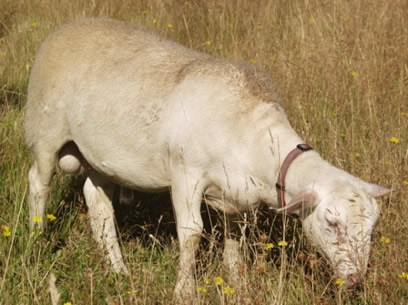 hair ram eating dandelions